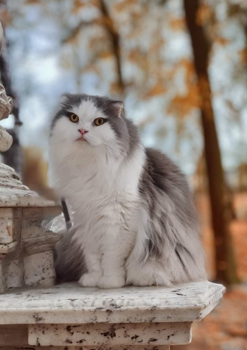 Lost over 200 followers recently. Is it because of me? 😿 #FeelingLost