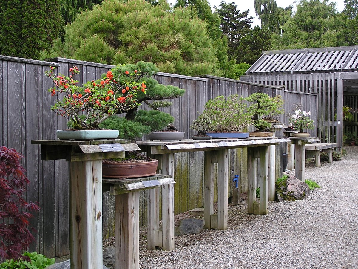 🌳 Reminder! The Bonsai Courtyard at Hidden Lake Gardens is closing for the season on November 7, 2024.
A huge thank you to our dedicated staff and volunteers who make this display possible. We look forward to welcoming visitors back to the Bonsai Courtyard in late April 2025! 🍃