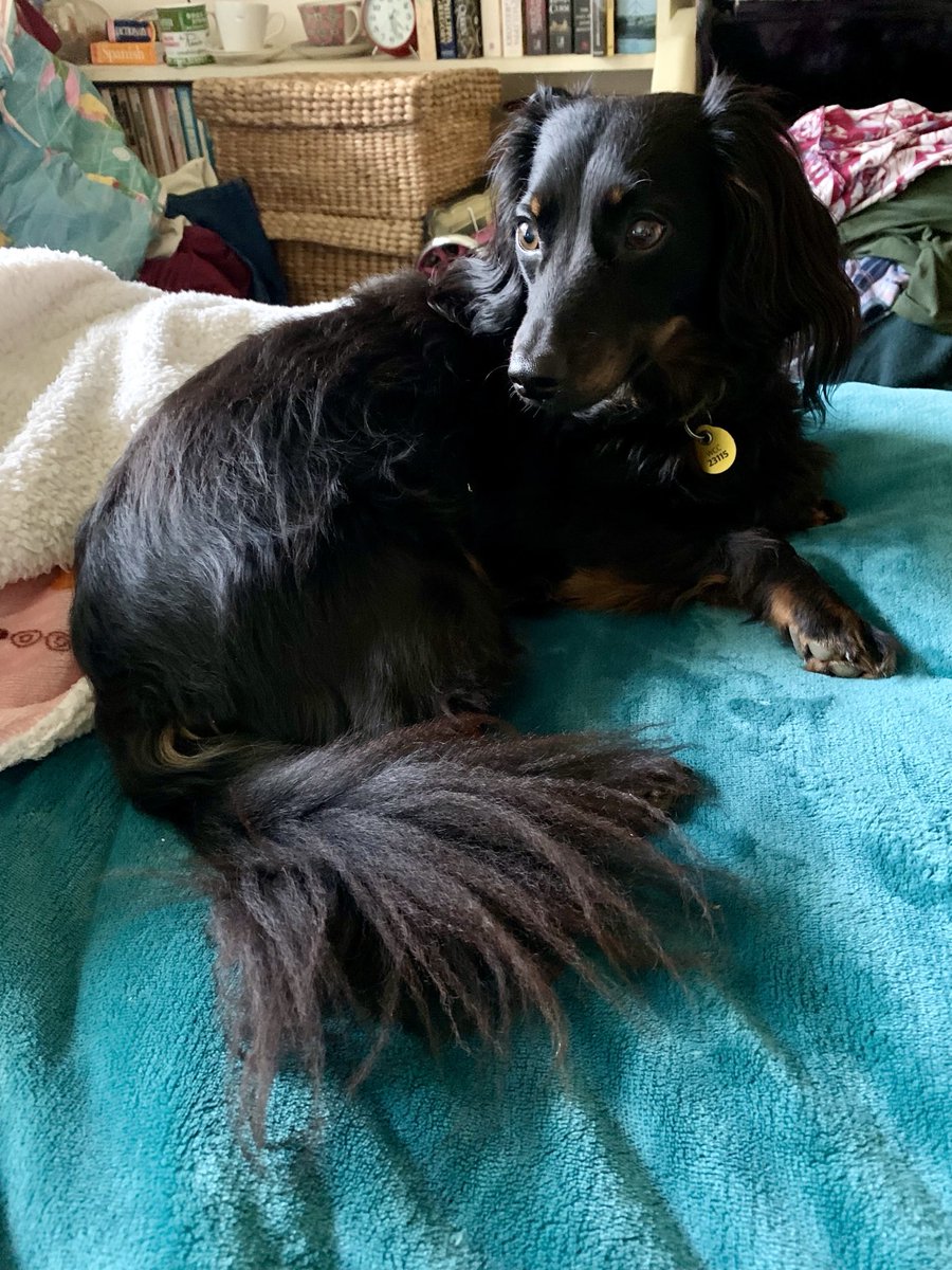 In other news, Westley has a ridiculously swishy tail. 😍