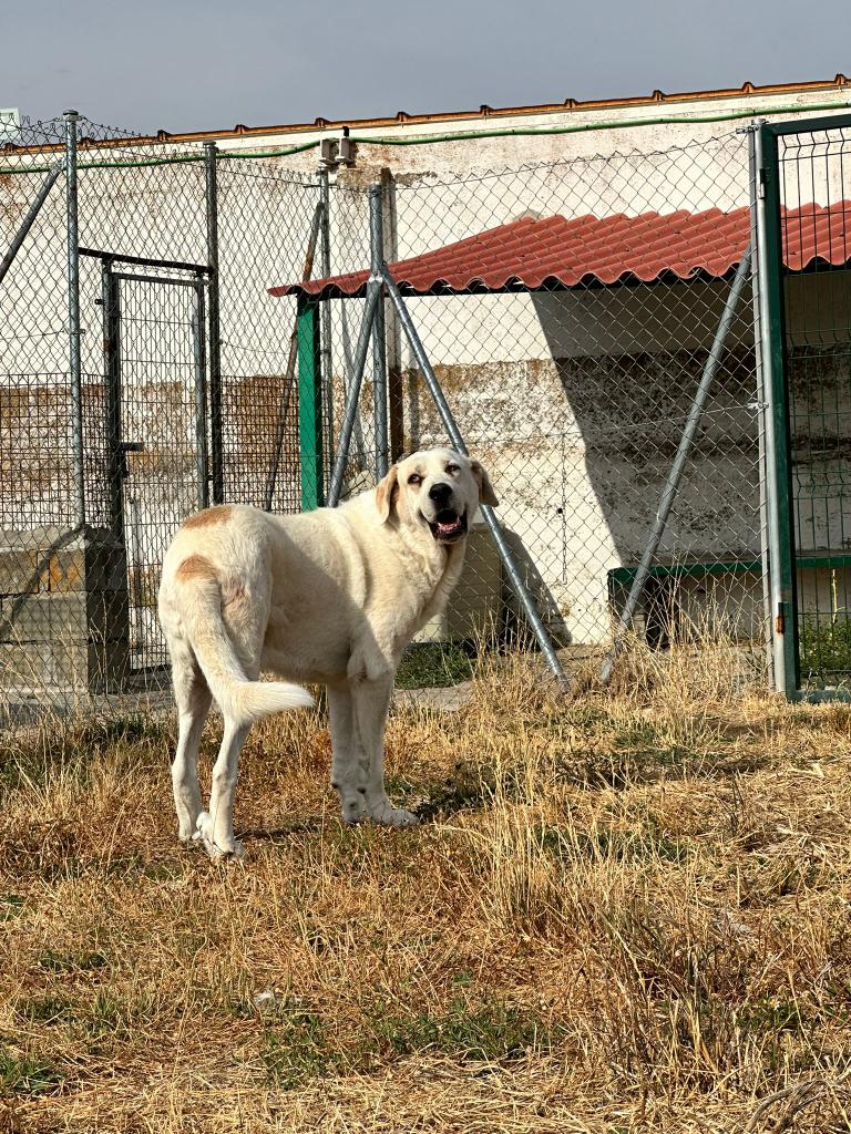 SOTO, un mastín con todas las letras de la palabra, tranquilo y bonachón. ¿Quieres conocerlo? ❤️

Historia de Soto -> perritosdesegovia.com/peludos/masinf…

#adopta #Difunde #Cambiavidas #adoptaunmastin #mastin #blanco #protectora #Segovia