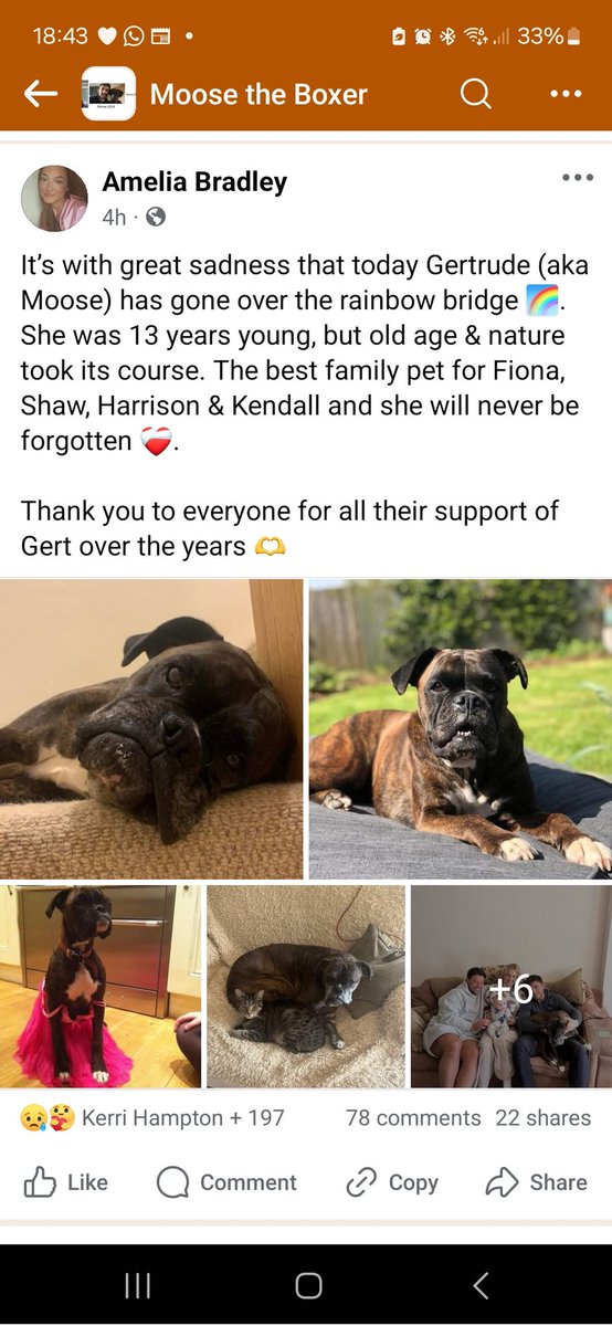 ClaretBluBlood's tweet image. Moose the Clearscore Boxer passed away today. I adored that girl and them adverts 💔😭

#clearscore #boxerdogs #whatdoing