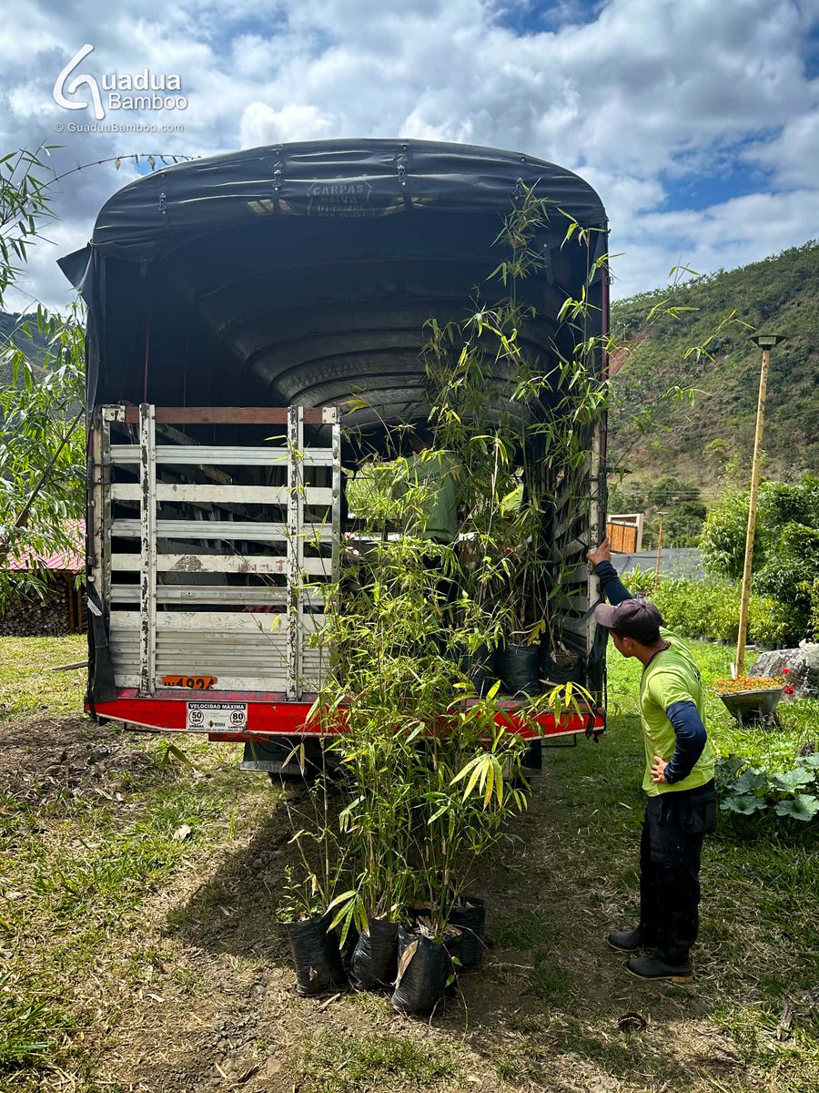 🚛 Hoy estamos cargando pedidos para clientes de Medellín y Cartagena. Guadua inmunizada y plantas de bambú de varias especies. Enviamos nuestros productos a todo el país desde el Valle del Cauca! 💪guaduabambu.com.co