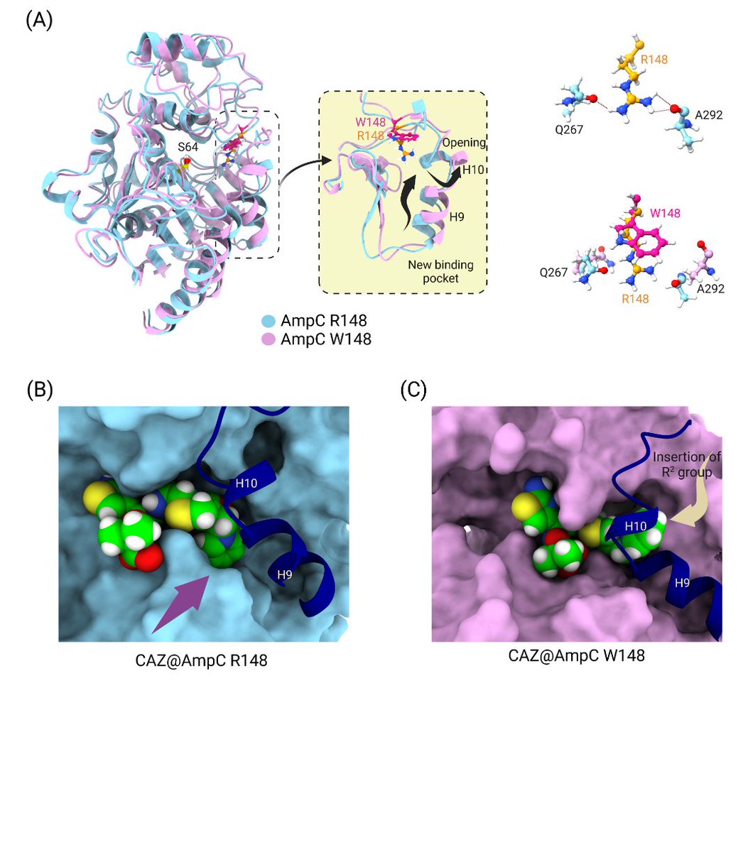 Gonzalez-Bello group (@gonzalezbello_c) on Twitter photo Interested in in vivo emergence of resistance to antibiotics?
Check out our join work on this relevant topic
<a href="/ArcaSuarez90/">Jorge Arca Suárez</a> <a href="/microchuac/">MicroCHUAC-INIBIC</a> <a href="/GonzalezBello_C/">Gonzalez-Bello group</a> <a href="/UniversidadeUSC/">USC</a> <a href="/ciqususc/">CiQUS</a>
👇
journals.asm.org/doi/abs/10.112…
Antimicrobial Agents and Chemotherapy
#AMR #Klebsiella #ceftazidime Interested in in vivo emergence of resistance to antibiotics?
Check out our join work on this relevant topic
<a href="/ArcaSuarez90/">Jorge Arca Suárez</a> <a href="/microchuac/">MicroCHUAC-INIBIC</a> <a href="/GonzalezBello_C/">Gonzalez-Bello group</a> <a href="/UniversidadeUSC/">USC</a> <a href="/ciqususc/">CiQUS</a>
👇
journals.asm.org/doi/abs/10.112…
Antimicrobial Agents and Chemotherapy
#AMR #Klebsiella #ceftazidime