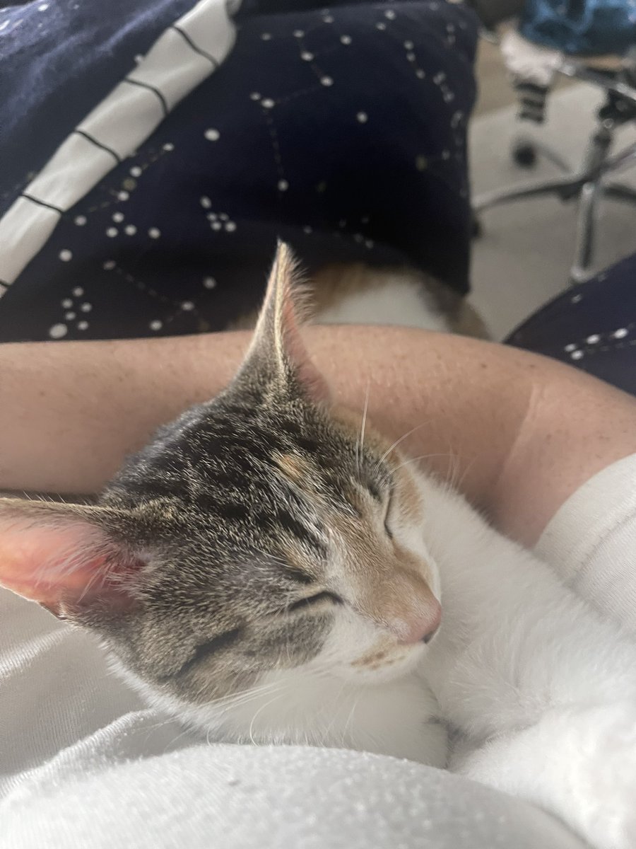 DetectiveMal's tweet photo. Everything sucks right now but I want to remind everyone to do everything you can to hold on to what and who you love. I am here for whoever needs it. If u wanna reply to this or dm me cause you need a little support I am here. For now- baby Mia has  some love for yall https://t.co/60qlyNizoR