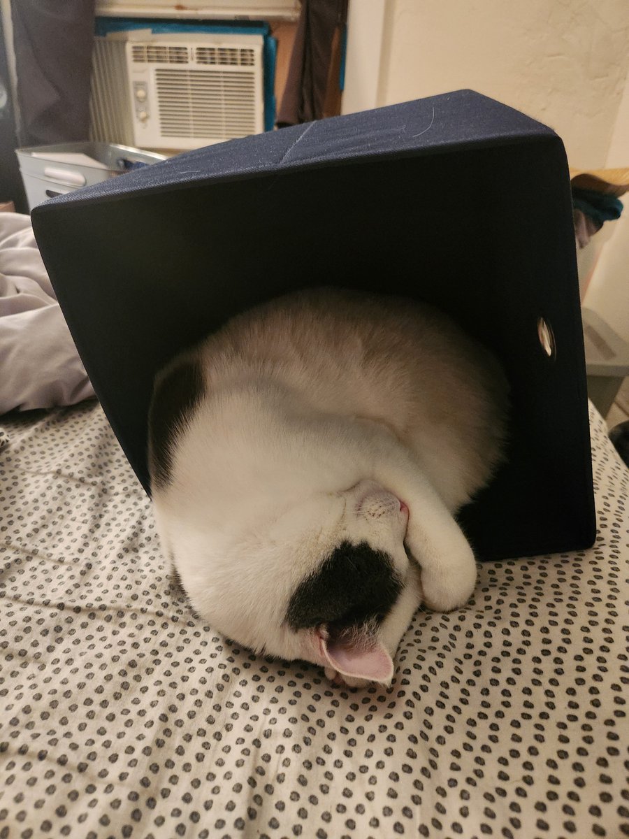 just whit 💛 tweet media