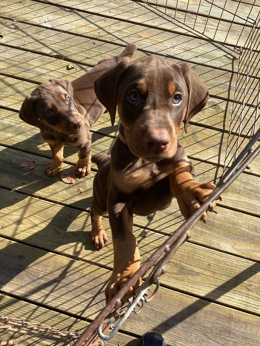 TourQK9's tweet photo. @LizardboiSallos  and I are super heckin excited to get our new Doberman puppy within the next week! He’s gunna be so spoiled! https://t.co/3IC26HJ2ZQ