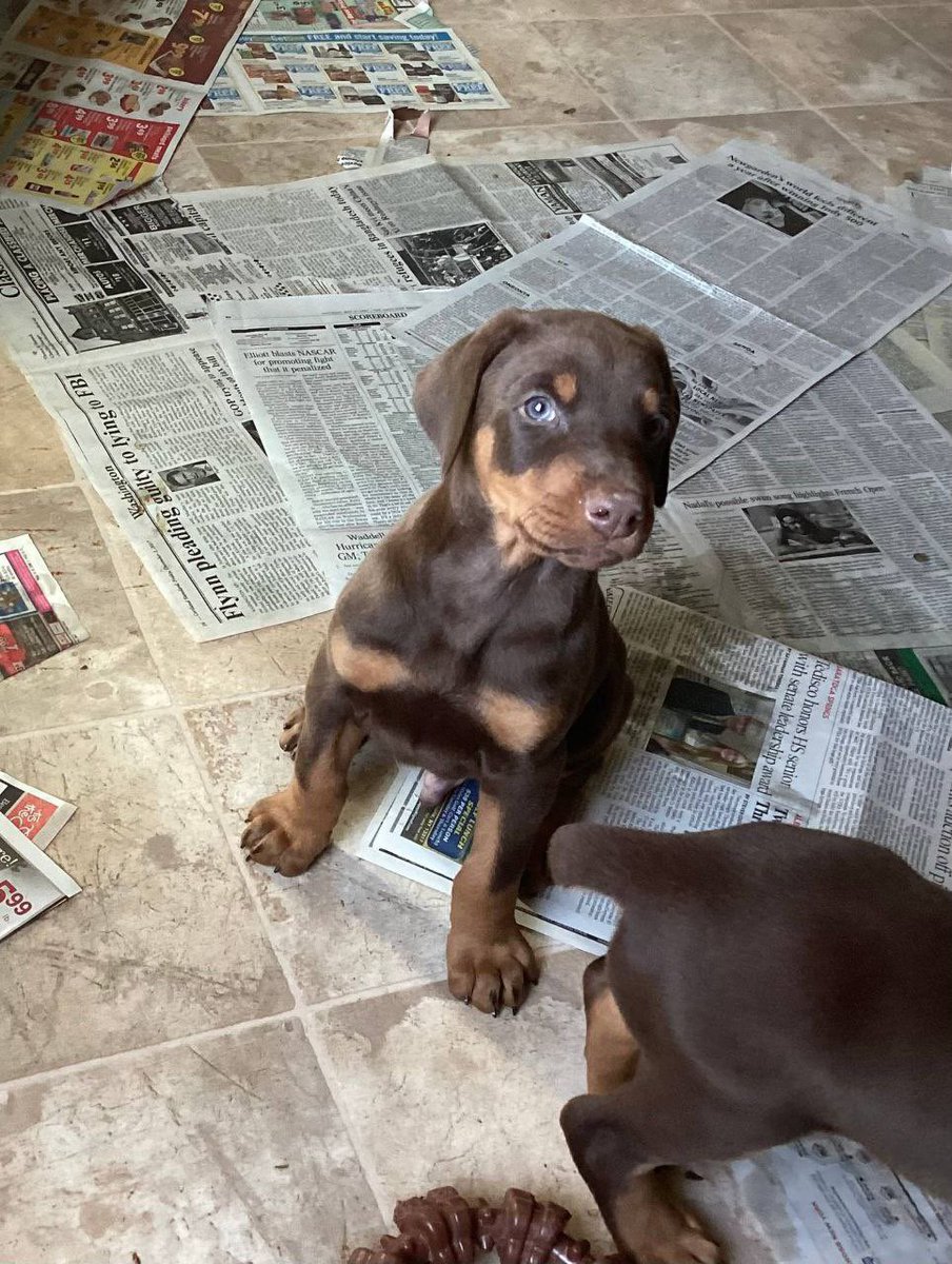 TourQK9's tweet photo. @LizardboiSallos  and I are super heckin excited to get our new Doberman puppy within the next week! He’s gunna be so spoiled! https://t.co/3IC26HJ2ZQ
