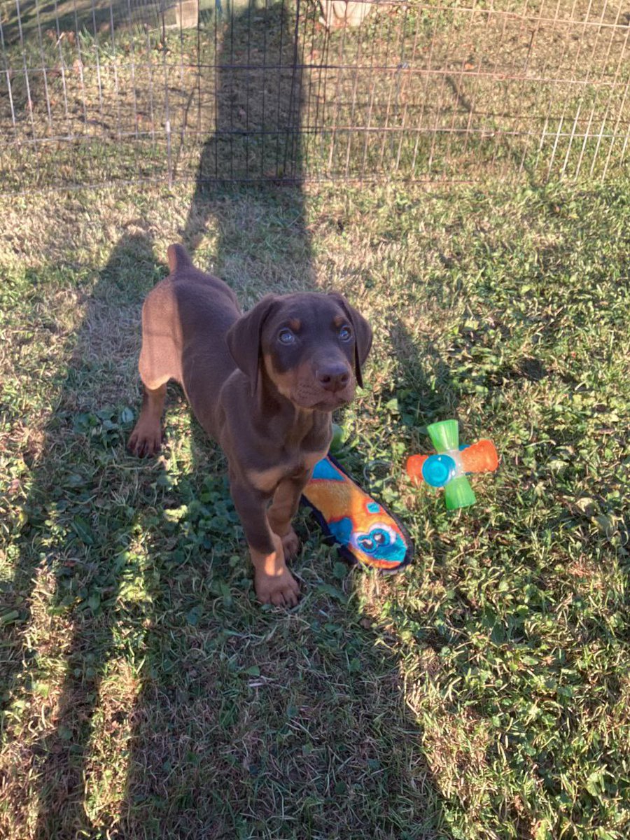 TourQ Fluffy Blue Doggo (@tourqk9) on Twitter photo <a href="/LizardboiSallos/">Sallos</a>  and I are super heckin excited to get our new Doberman puppy within the next week! Heโs gunna be so spoiled! <a href="/LizardboiSallos/">Sallos</a>  and I are super heckin excited to get our new Doberman puppy within the next week! Heโs gunna be so spoiled!