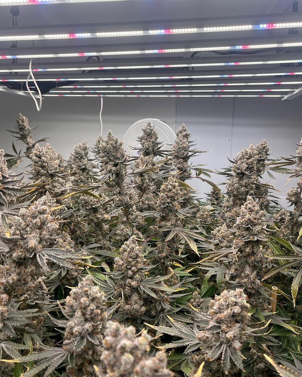 "Some closeups of the #Chimera3 – the perfect blend of quality and innovation. Excited to see this product making waves in the hemp community. 🌱 Stay tuned for more updates! #HempIndustry #HempProducts #CBDCommunity #SustainableHemp #HempInnovation #CannabisCulture #NaturalHeal