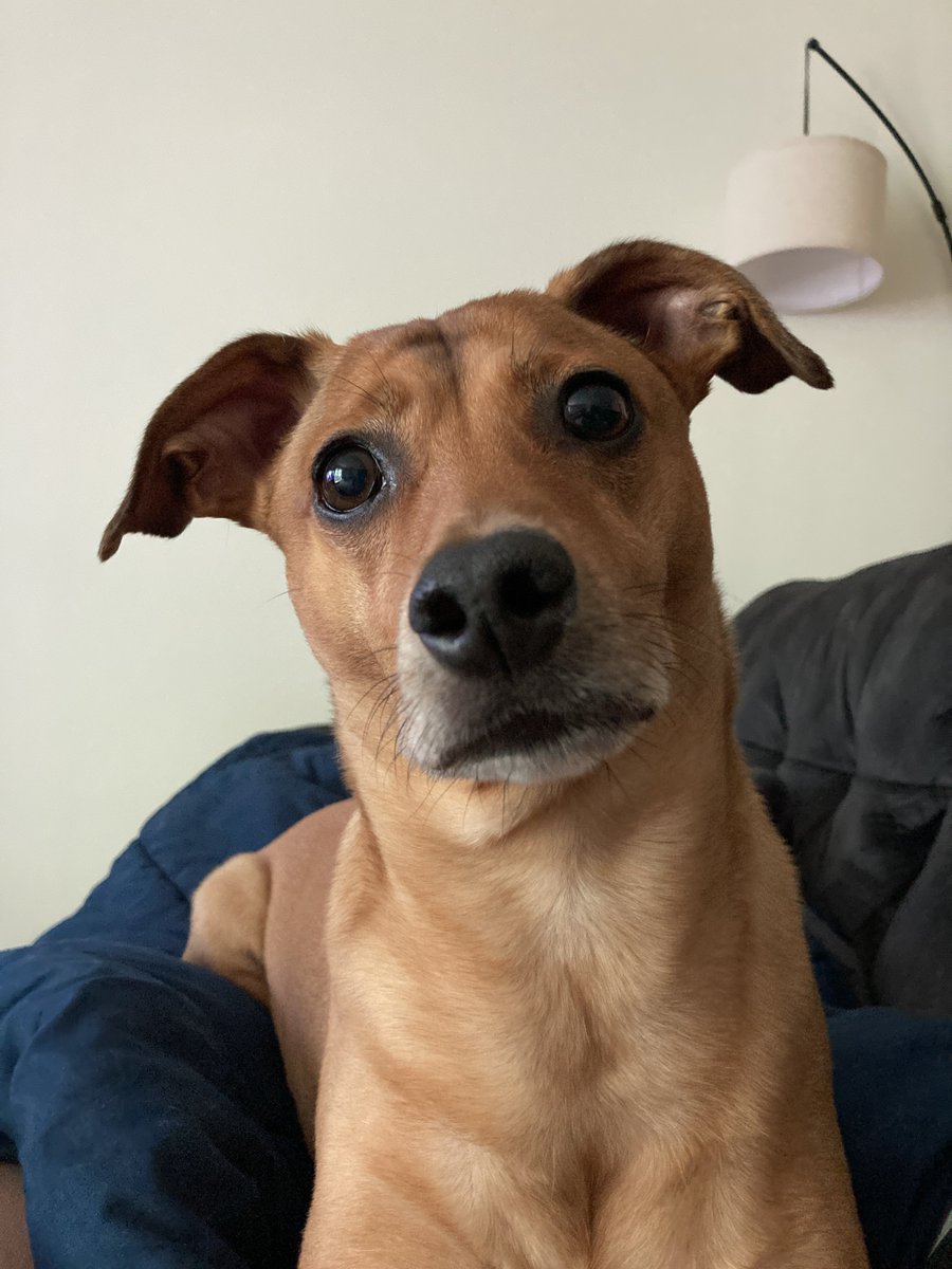 Dakota D. Witzel, PhD tweet media