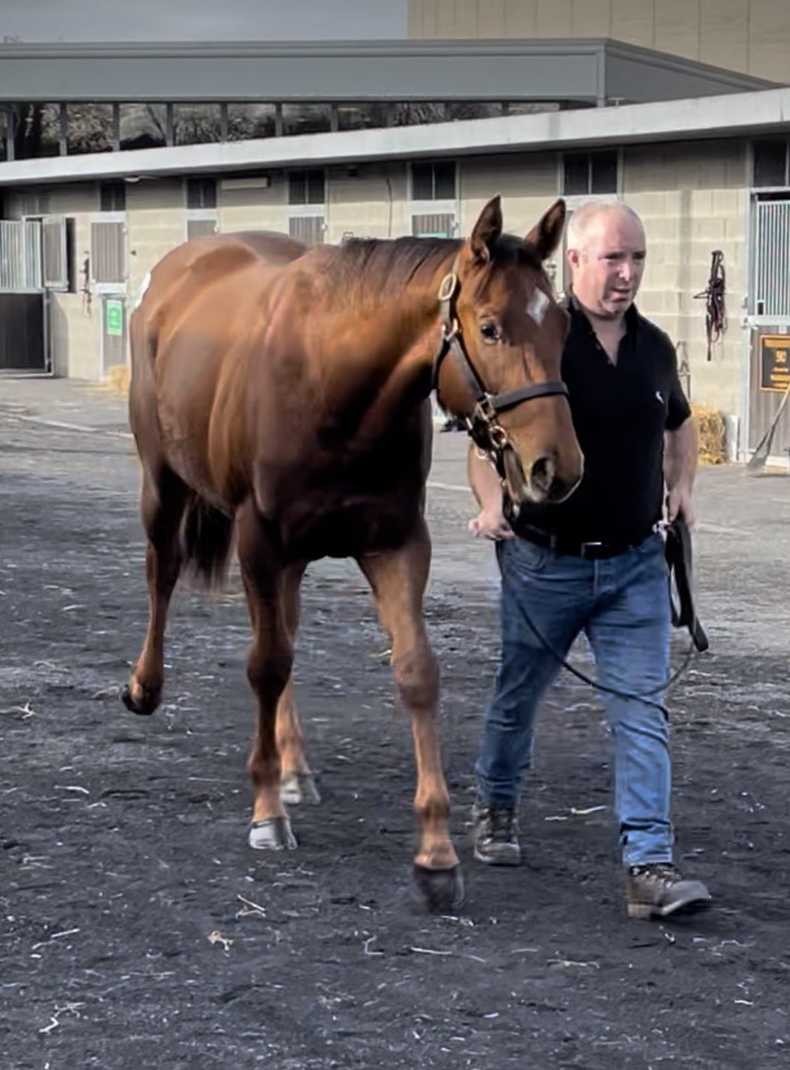 Productive day <a href="/Goffs1866/">Goffs</a> with yearling fillies by Cotai Glory and Far Above and a McFancy colt.