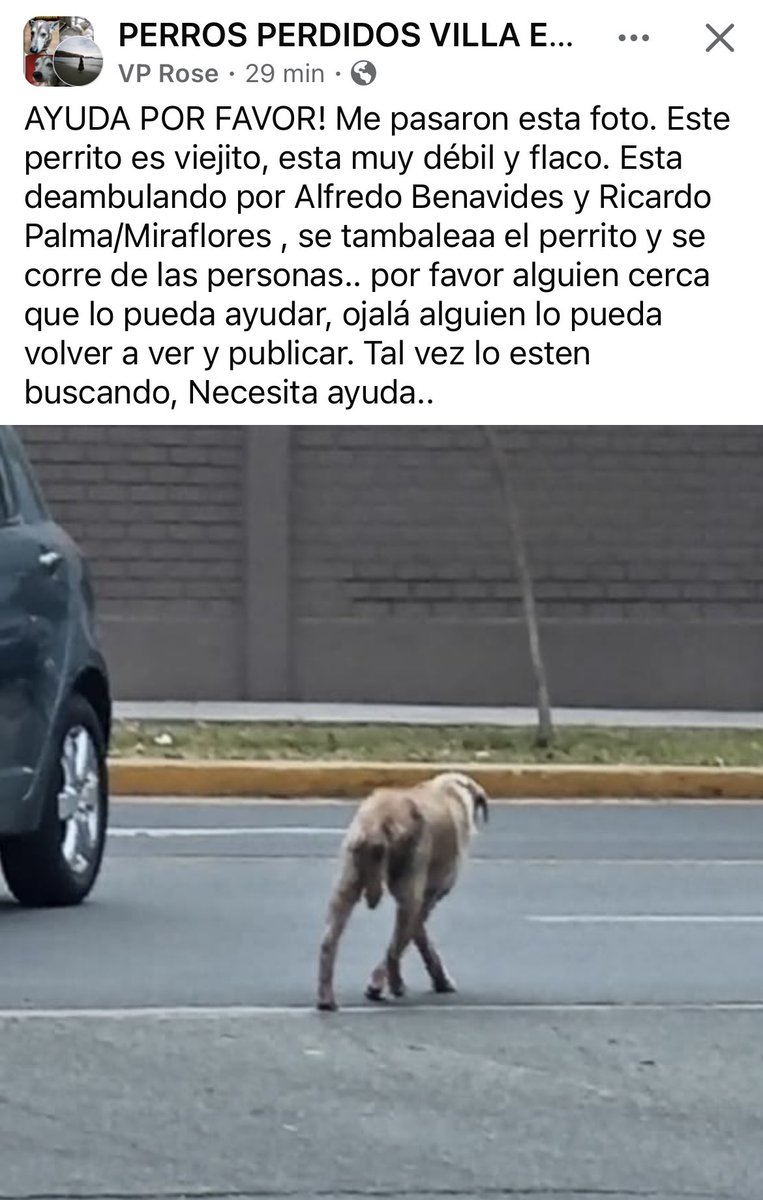 ¿Alguien lo reconoce? Se busca a sus dueños