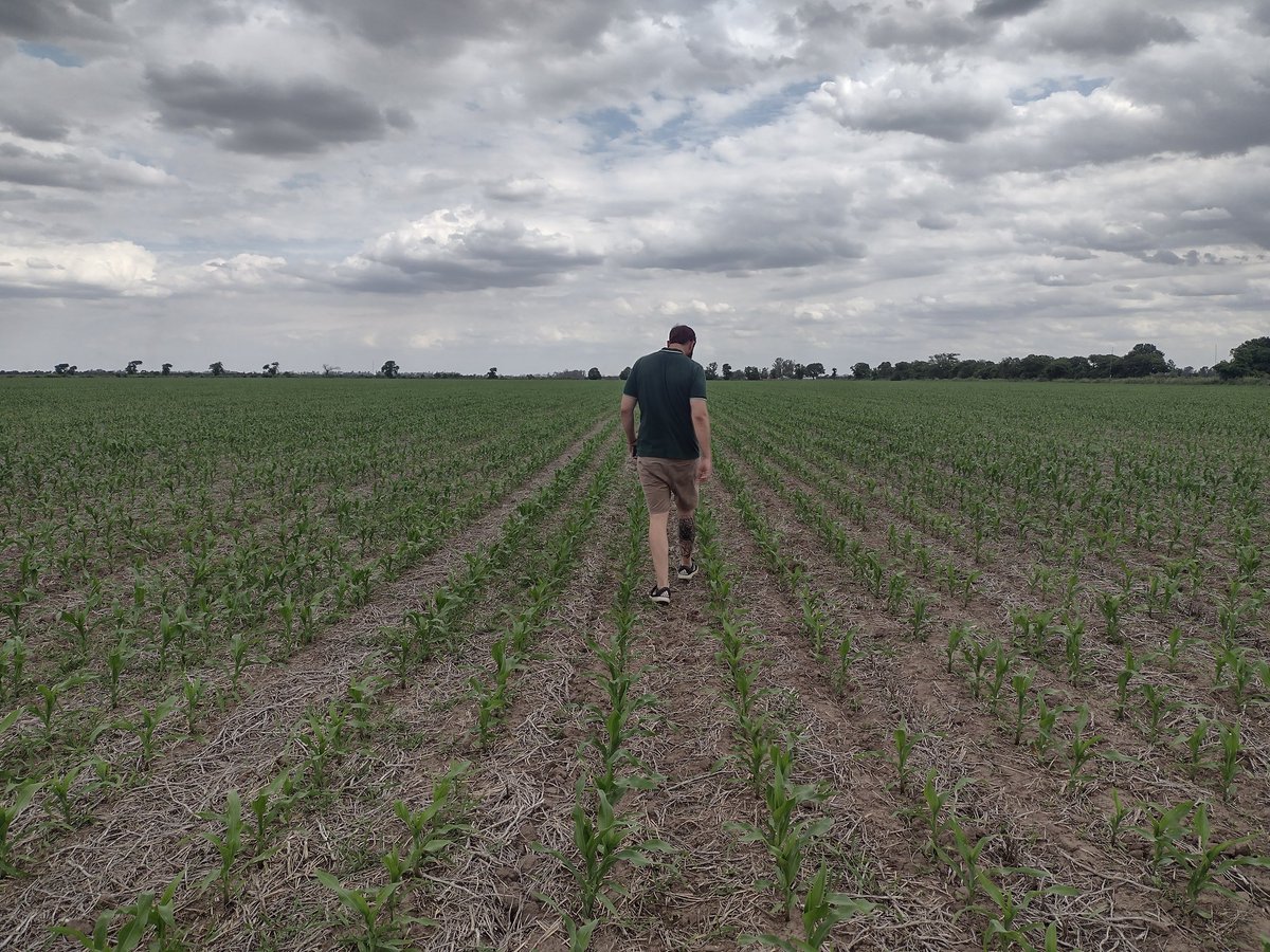 ImhoffDiego's tweet photo. Recorrida a lote de Bórax pewu en Santa Clara de Sagier y lote de acrux pwue en Porteña junto a @CubriaGuillermo 
@ALZ_Agro 
@semillasnord https://t.co/1cIr30zJMj