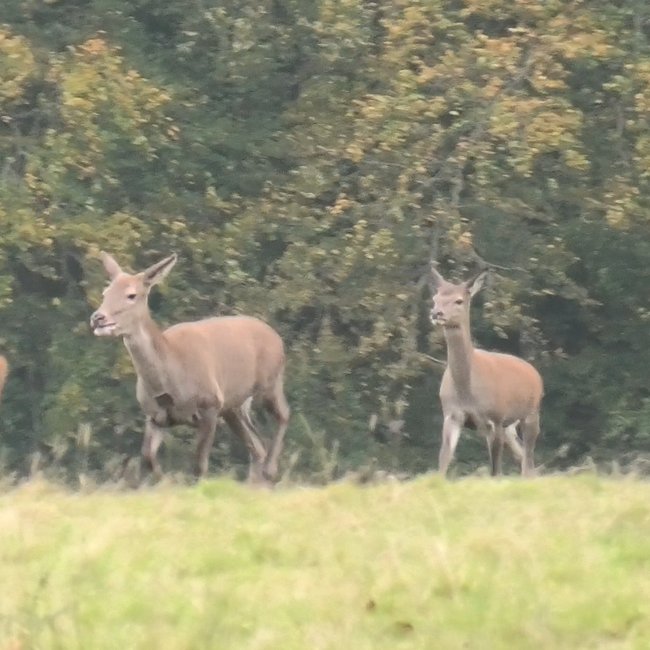 NDHuntSabs's tweet photo. The stag hunters turn on the female deer this month. Known as hinds, their calves are only around 4 or 5 months old at the moment and often get left behind when their mother is forced to run for her life. Calves orphaned at this age suffer developmental delays and may not survive https://t.co/1tk2Dai5nS