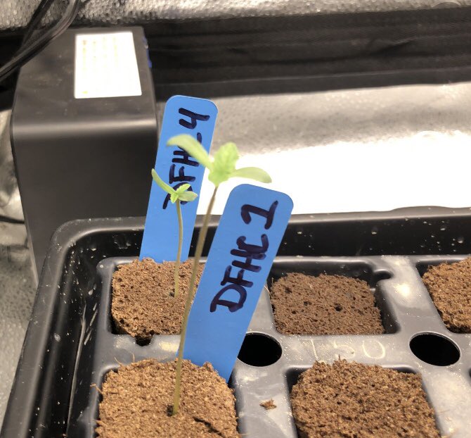 mobettabudz's tweet image. 🫴🏾🌱🔥🥷💨

Devil Fruit HC from @skunkdevilseeds by way of @TheUpperVault. Day 2 Seedling in the @spiderfarmerled 2x2 tent, SF1000 100w light

#SkunkDevilGenetics #SDG4L #MOBetta #GrowMOSmokeBetta #TheUpperVault #TUV #TUN #SmallCraft #cannabisculture #NoMids