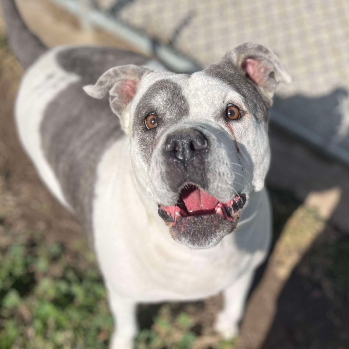Stanislaus Animal Services Agency tweet media