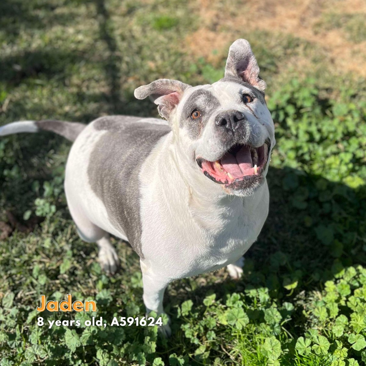 Stanislaus Animal Services Agency tweet media