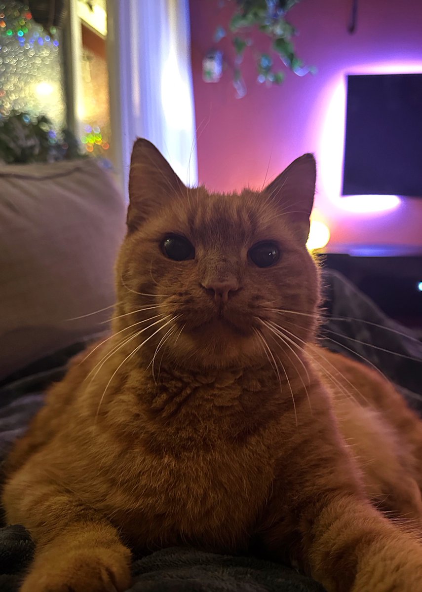 Josyanne's tweet photo. Een heleboel mensen voelen vandaag de vrijheid om onwijs nare dingen tegen anderen te zeggen. Gewoon, omdat ze een andere mening hebben. 

Dus bij deze, zullen we X vanavond iets zoeter maken? Maakt niet wat, als het maar positief is.

Ik begin: dit is Guus en hij is lekker warm! https://t.co/e09F1TYVXQ