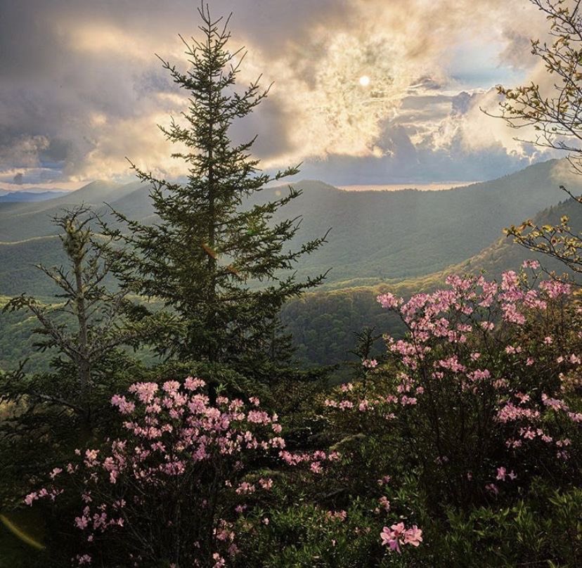 @lacrymarias tweet media