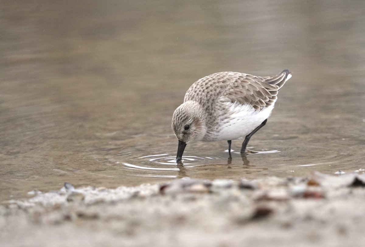 Harry Coghill (@cogharry) on Twitter photo A Dunlin at Borrans Park this morning found by <a href="/ashleycoopergwi/">GlobalWarmingImages</a> not often we get waders in the Lake District and especially not on the deck! Also a wigeon S & 5 whooper swans N.
Two patch ticks in 1 day taking me to 116!
#cumbriabirds
Full list here - tinyurl.com/5ezjvay9 A Dunlin at Borrans Park this morning found by <a href="/ashleycoopergwi/">GlobalWarmingImages</a> not often we get waders in the Lake District and especially not on the deck! Also a wigeon S & 5 whooper swans N.
Two patch ticks in 1 day taking me to 116!
#cumbriabirds
Full list here - tinyurl.com/5ezjvay9