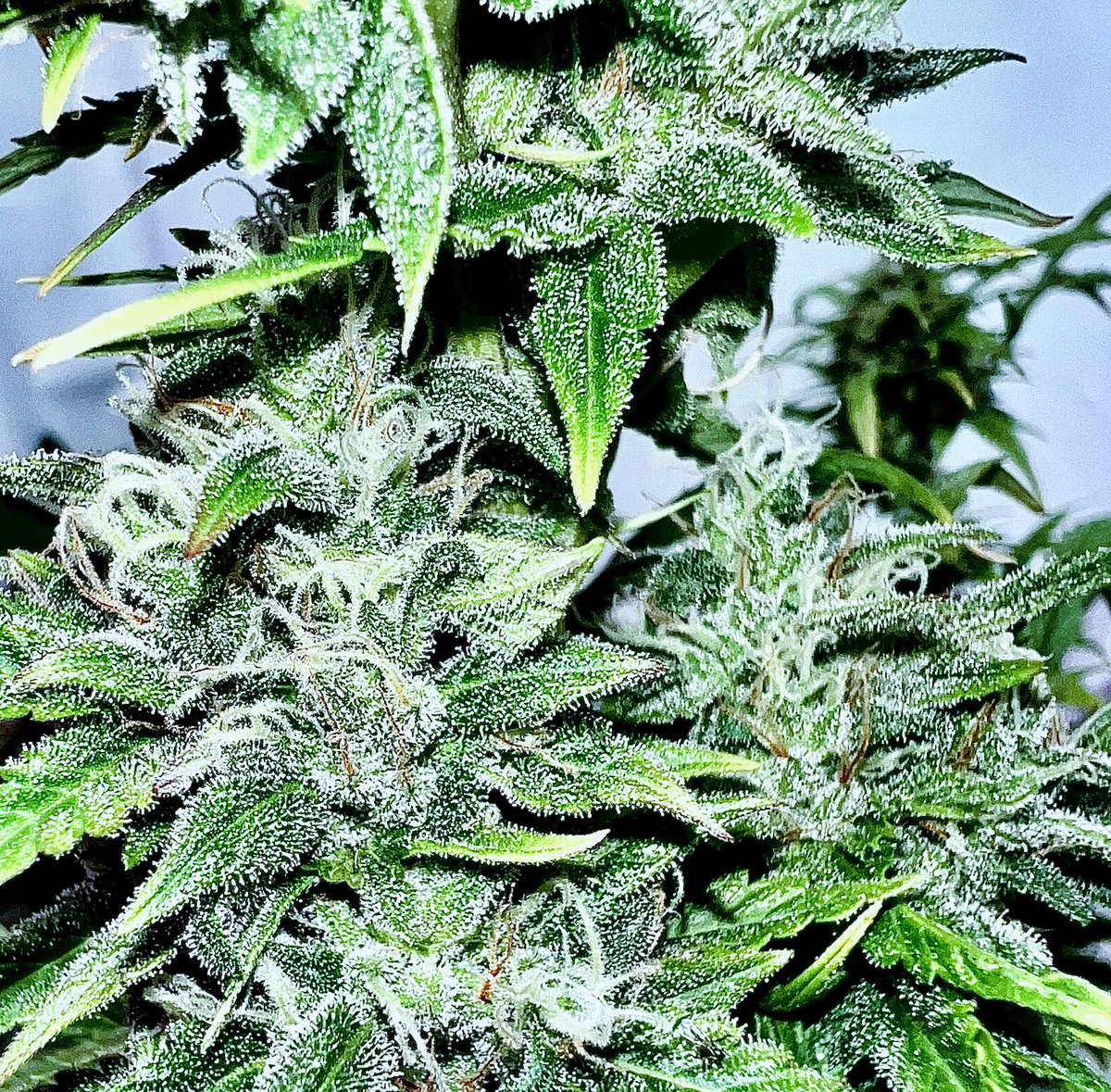 Sunshine State Seed Co Inc tweet media