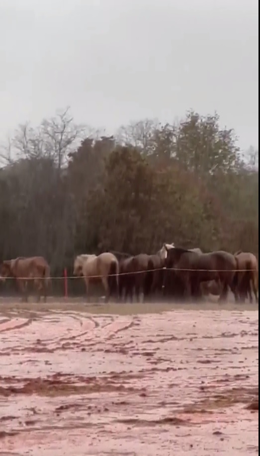 moodysally1's tweet photo. We have received donations for 1 shelter & have a $600 Angel Donor dollar for dollar match so we can get more  shelters needed for our rescued #horses & #burros No amount to small to #Help & all tax deductible https://t.co/5GrYEEXuB8 https://t.co/kI2MhRvPaj https://t.co/ozCQzYDHuk