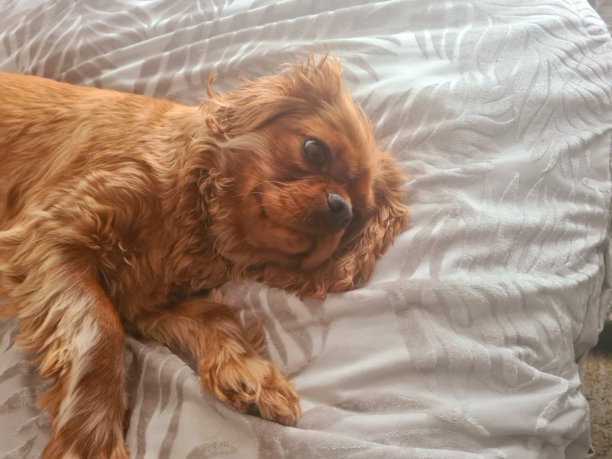 dianebutler95's tweet photo. I'm not getting up ...OK I'm up. 🐾😂
#Rubycavalier https://t.co/cJ2thzxGxp
