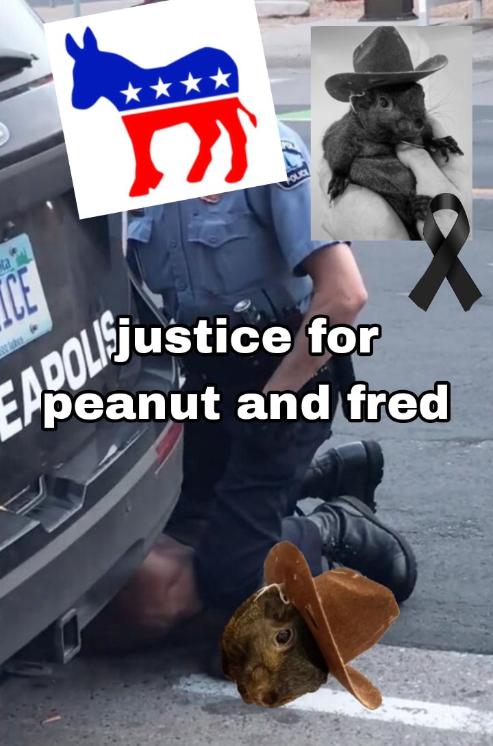 TheKnot2001's tweet photo. @alifarhat79 let justice be done #Peanut #PeanutTheSquirrel https://t.co/jl2VBwBBqz