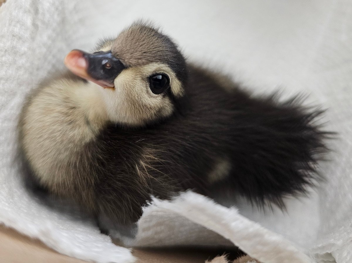 I'm going to keep posting cute birds not because I'm uncaring of the tragedies and deep struggles of the world right now, but because I hope it can share a moment of peace, hope, &amp; a reminder that this world is also full of soft, beautiful things worth living and fighting for.