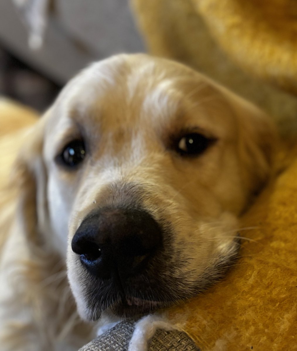 An alternative to #USAElection2024 
Here’s a photo to cheer you up.
Obi living his best life 
#goldenretriever