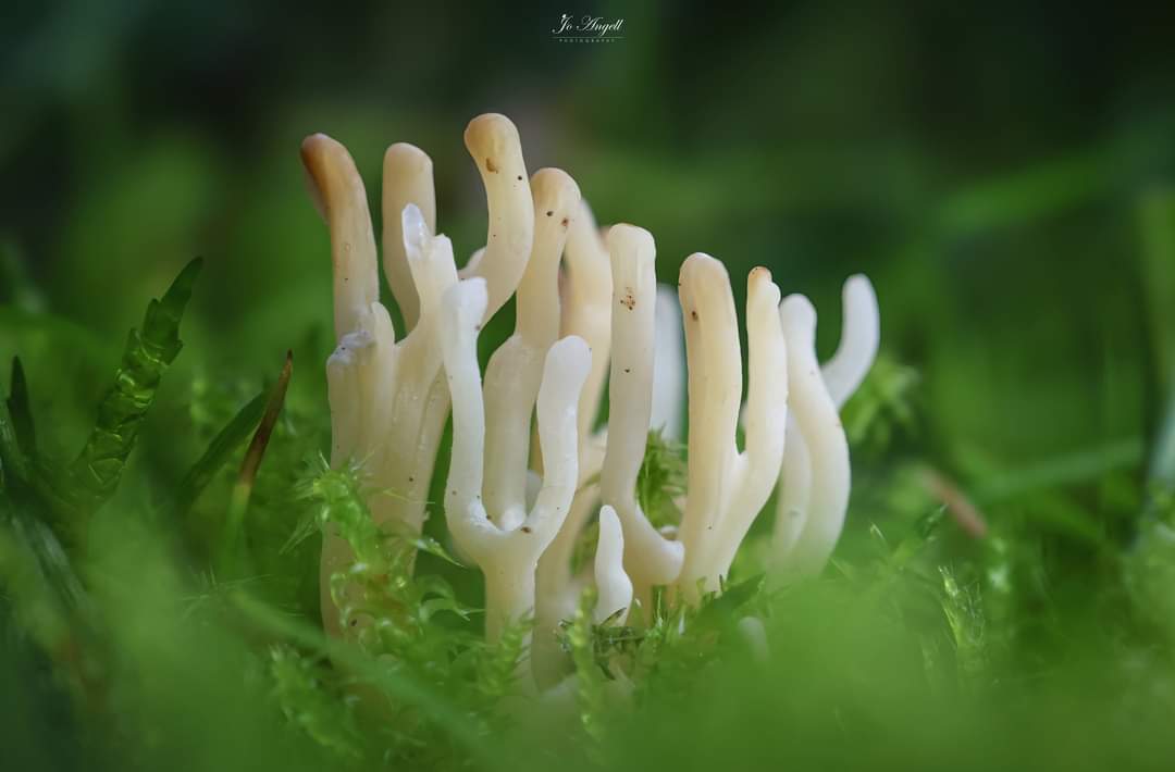 Jo Angell (@joangell5) on Twitter photo Dog's stink horn & coral fungus
<a href="/CanonUKandIE/">Canon UK and Ireland</a> <a href="/TheParksTrust/">The Parks Trust</a> #buckinghamshire <a href="/scenesfromMK/">scenesfromMK</a> Dog's stink horn & coral fungus
<a href="/CanonUKandIE/">Canon UK and Ireland</a> <a href="/TheParksTrust/">The Parks Trust</a> #buckinghamshire <a href="/scenesfromMK/">scenesfromMK</a>