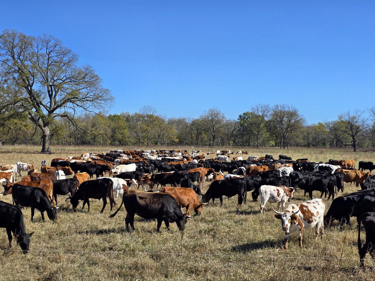 And since finding Bitcoin in 2019 I grew from 18 head of cattle on rented land in VA to 440 head of cattle on a square mile of land in OK, leveraging Bitcoin to forerun the cutting edge of scaling regenerative agriculture
smokeriverranch.com/herdshares