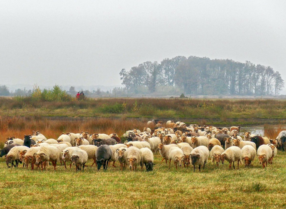 De schapen van herder <a href="/JohanGewoon/">gewoon-johan</a> oftewel Johan Coelingh trokken zich niets aan het sombere grijze weer van vandaag en graasden er lustig op los. Noordenveld in N2000-gebied <a href="/Dwingelderveld/">NP Dwingelderveld</a> <a href="/ProvDrenthe/">Provincie Drenthe</a>