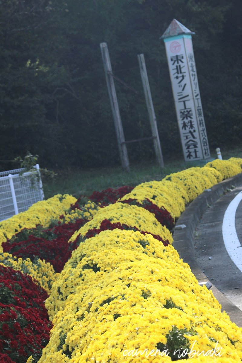 nobuaki1959's tweet photo. おはようございます👋😆✨☀️
南相馬市鹿島区
桜平山🏔️の入り口に咲いていた
ざる菊です
思わず車を停めて撮影してしまいました😀今日も宜しくお願いします🙇‍♂️⤵️

#空ネット 
#シェア天 
#ざる菊 
#花写真 
#南相馬市 
#ファインダー越しの私の世界 
#写真で奏でる私の世界 
#TLを花でいっぱいにしょう https://t.co/uxPSReKnHx