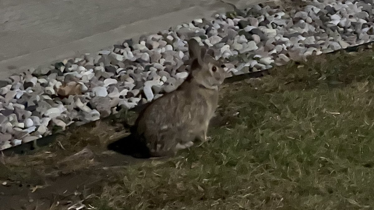 denisdirtywork's tweet photo. @MissKatefabe I saw a bunny at work last night https://t.co/dWr32bciuT