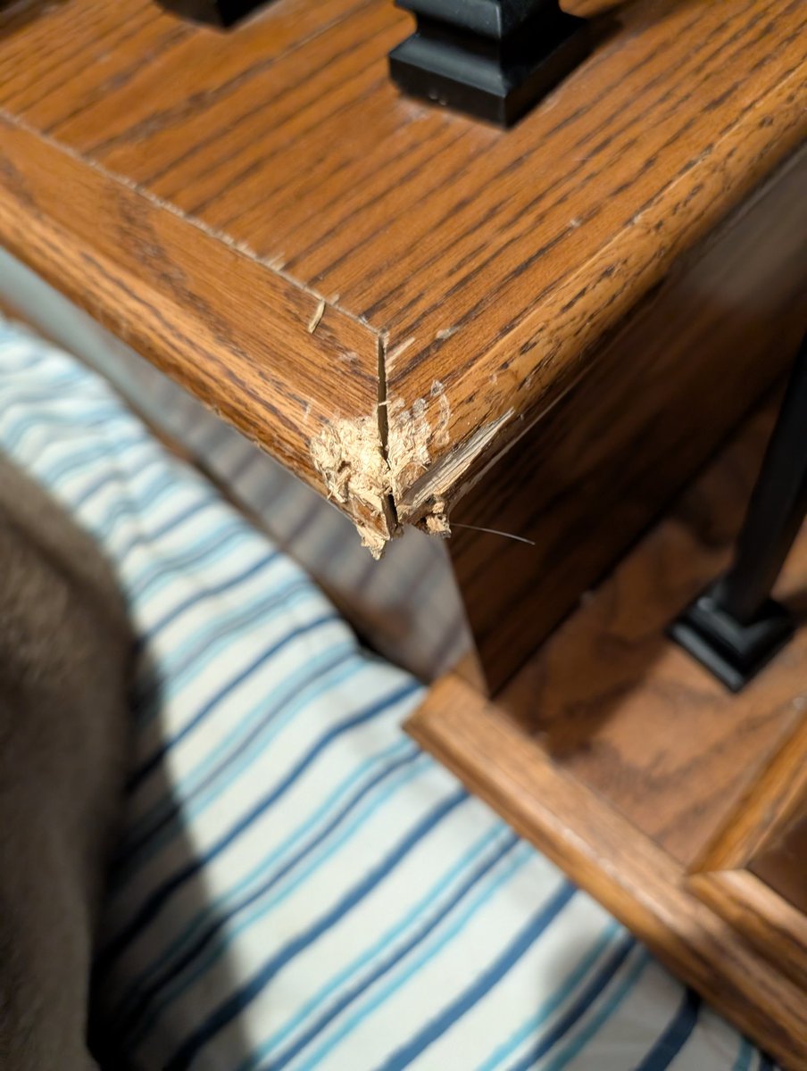 Asher, Mellie and Mom 🌻🐶😼 tweet media