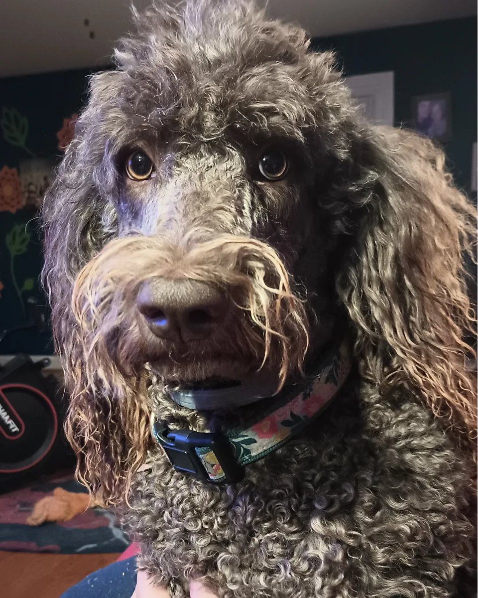 DrEmilyThomas's tweet photo. OMG, the #sideeye on this #dog
#poodlelook #hopingforasnack #snackysnack #wasntme #poodle #mustachemaize #beauregard #muppets https://t.co/Eo07hbGz0z