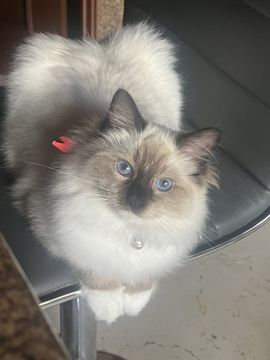 NGG_author's tweet photo. The most beautiful boy. #ragdoll #cat #writingcompanion https://t.co/6qq5ZzO1oJ