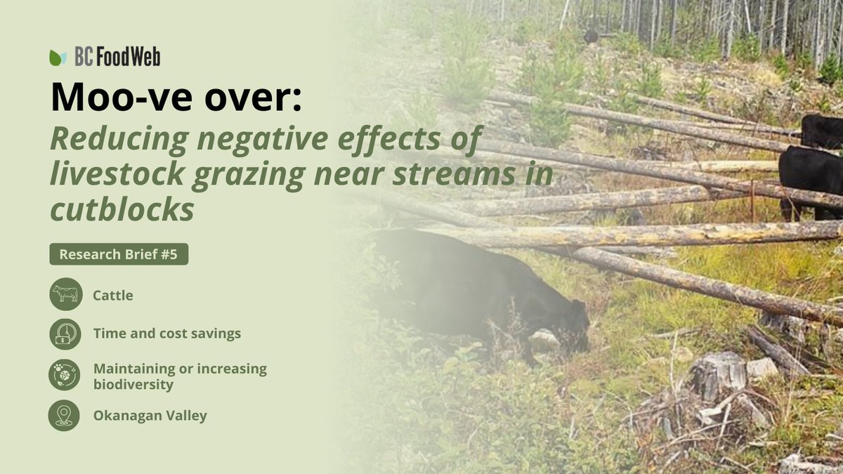 A study conducted outside of Vernon, BC found that placing leftover logging debris from timber harvesting in riparian areas can deter livestock from grazing in these areas, leading to better riparian ecosystem health. 🪵🐮 

Read the summary: bcfoodweb.ca/briefs/moo-ve-…