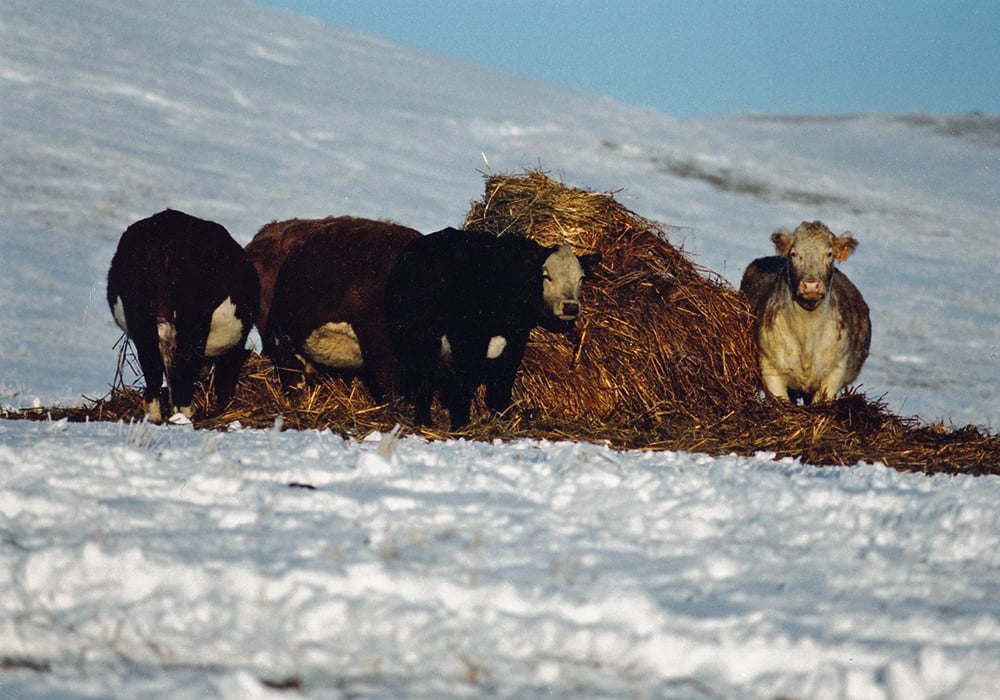 WCVM Today (@wcvmtoday) on Twitter photo In his latest article with <a href="/westernproducer/">The Western Producer</a> Dr. John Campbell discusses some of the steps that producers should consider when planning feeding programs for the winter season. Read more: ow.ly/FbqK50TYtIJ
@saskcattlemens @beefresearch <a href="/ManitobaBeef/">Manitoba Beef Producers</a> In his latest article with <a href="/westernproducer/">The Western Producer</a> Dr. John Campbell discusses some of the steps that producers should consider when planning feeding programs for the winter season. Read more: ow.ly/FbqK50TYtIJ
@saskcattlemens @beefresearch <a href="/ManitobaBeef/">Manitoba Beef Producers</a>