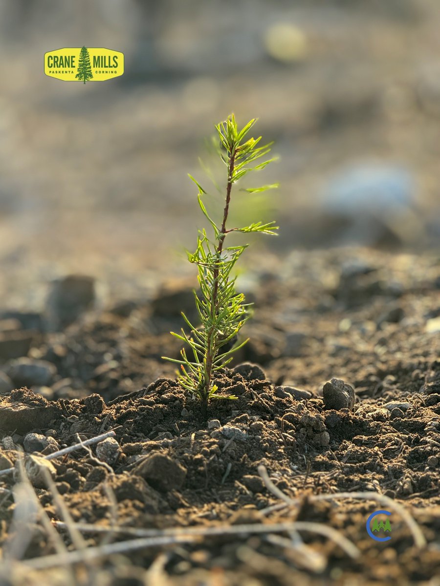 CalForests's tweet image. Crane Mills has officially planted seedlings in the August Complex burn scar!👏

In 2020, the #AugustComplex fire burned a million+ acres, becoming the largest fire in CA history at the time. We're proud of our member for bringing big change &amp;amp; can't wait to see more growth!
1/2