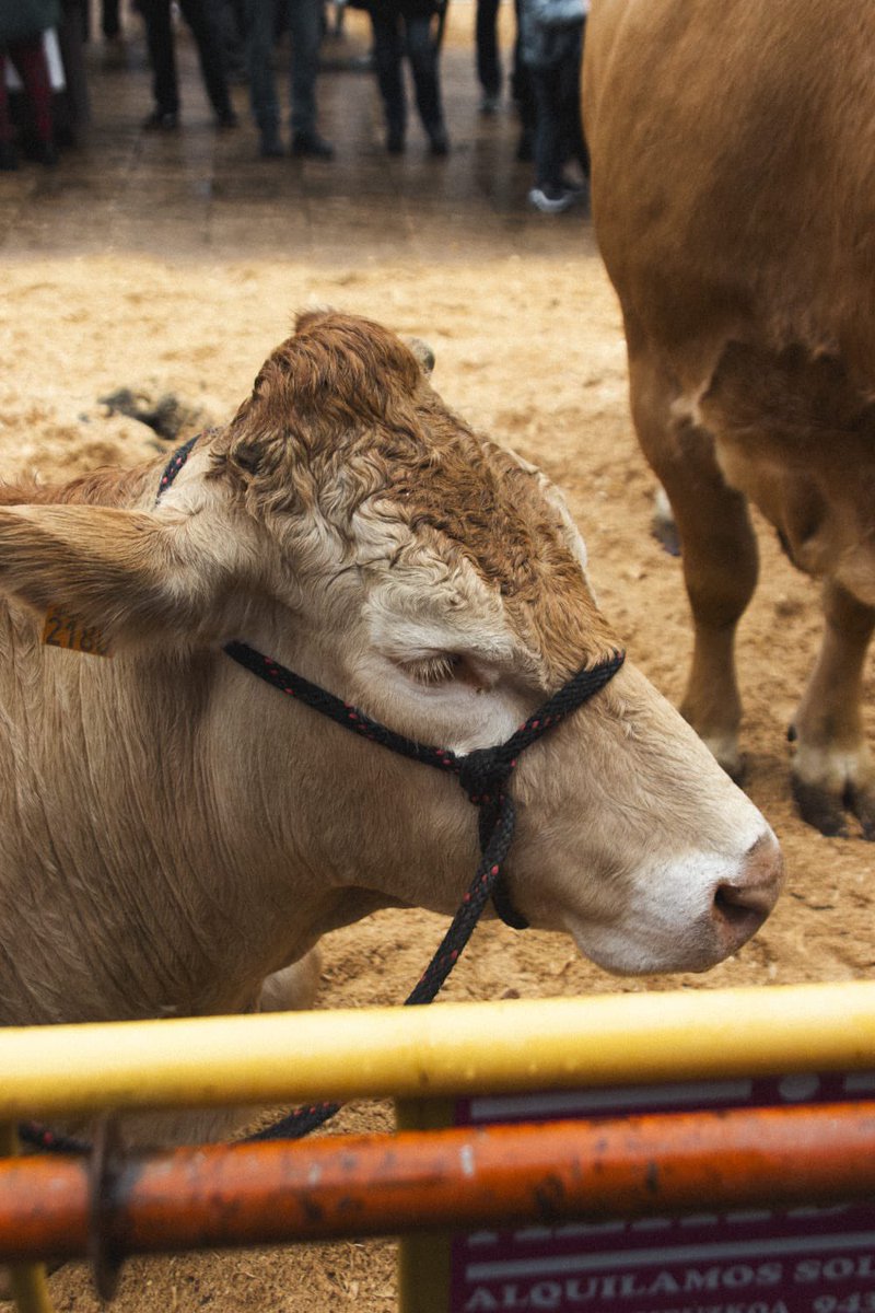 𝟐𝟎𝟐𝟒𝒌𝒐 𝑺𝑨𝑵𝑻𝑨𝑴𝑨𝑺𝑬𝑻𝑨𝑲𝑶 𝑮𝑨𝑵𝑨𝑫𝑼 𝑭𝑬𝑹𝑰𝑿𝑰𝑨

Aurten be Arrasaten abenduan 22xan ez da ganau ferixarik faltako. Bertan parte hartzia gura baldin badozu, izen emutia zabalik dau👇🏼👇🏼

ganaduastm@gmail.com

Laister berri gehixau!! 🐖🐖

#STM24 #Santamasak