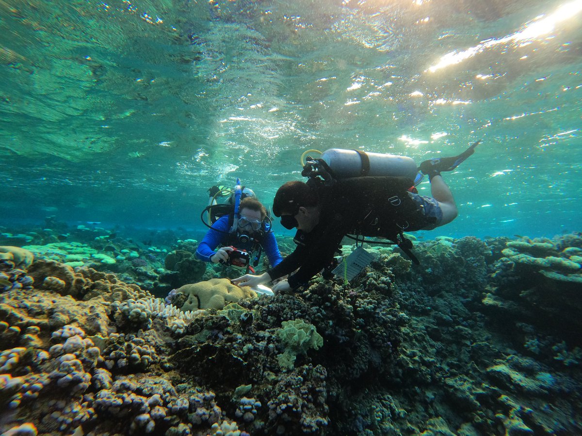Alex_prie's tweet photo. The Yanbu 2024 Expedition is a wrap!🪸⛴️Huge thanks to the @CoralSymBiomiX lab for making me part of this incredible journey led by Dr. Holger Anlauf and @RMijailPP
Great moments on the boat and underwater, incredible teamwork, achieved goals, and countless stories to tell!😄 https://t.co/F8JFumEwmD