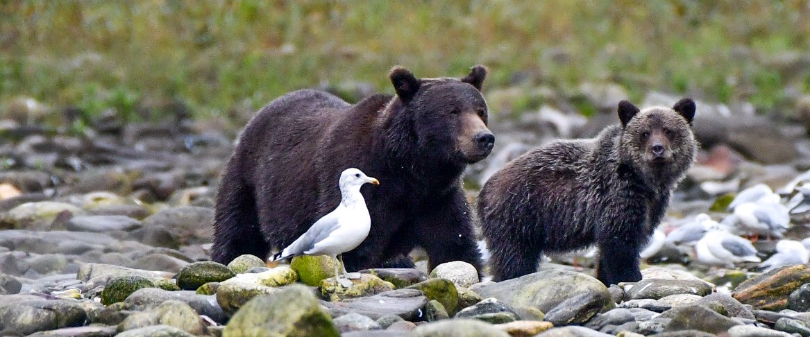 DarrenG8196's tweet photo. Whether your human or #grizzly quality time with your momma is always special time @selinatumani @Justin13H #bear #mummytime #Grizzlies #Specialtime https://t.co/7Em17g6QWx