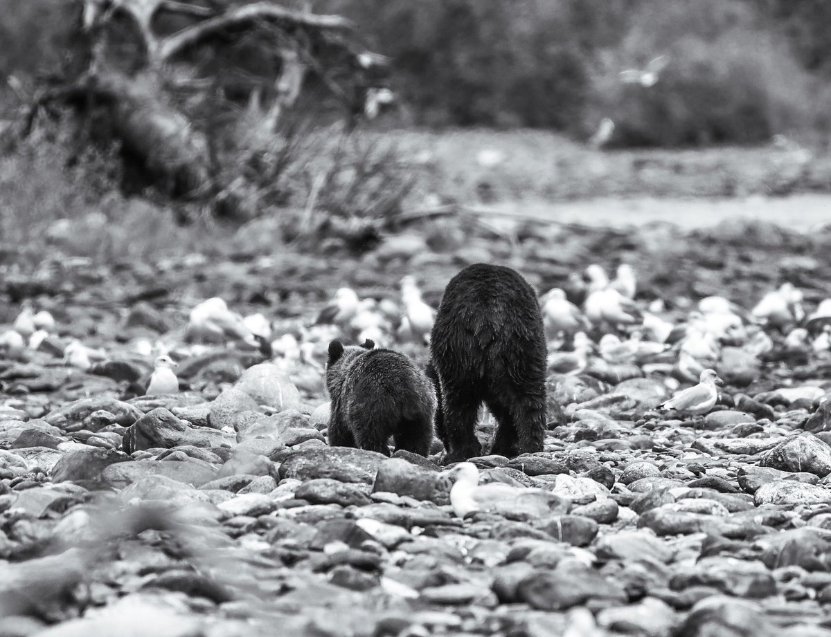 DarrenG8196's tweet photo. Whether your human or #grizzly quality time with your momma is always special time @selinatumani @Justin13H #bear #mummytime #Grizzlies #Specialtime https://t.co/7Em17g6QWx