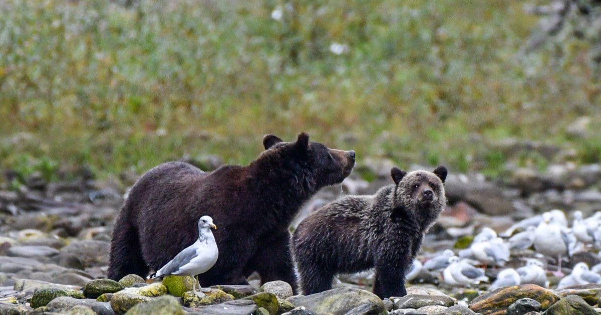 DarrenG8196's tweet photo. Whether your human or #grizzly quality time with your momma is always special time @selinatumani @Justin13H #bear #mummytime #Grizzlies #Specialtime https://t.co/7Em17g6QWx