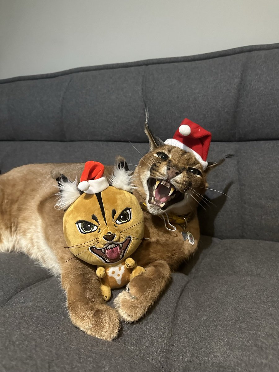 Floppa Christmas plushies just launched🎅 A perfect gift for your crypto  believer friend Link in bio🙈