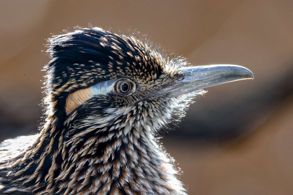 U.S. Fish and Wildlife Service tweet media