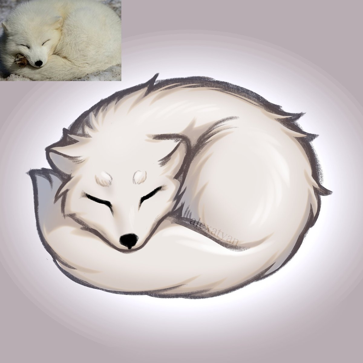 sleepy arctic fox