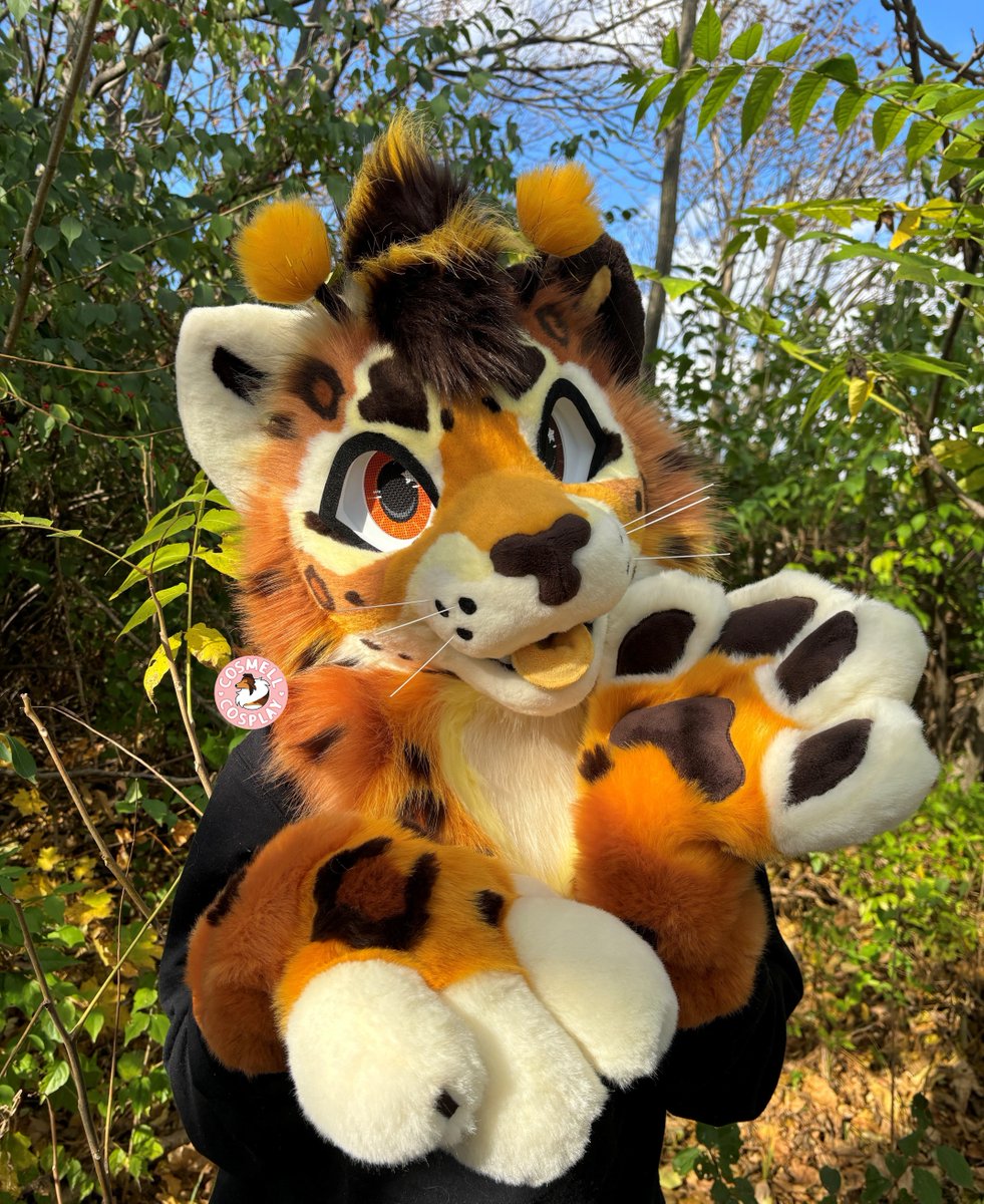 Gatsby sure is looking great, isn't he? This pretty kitty will be going home with his owner next week! 🐝